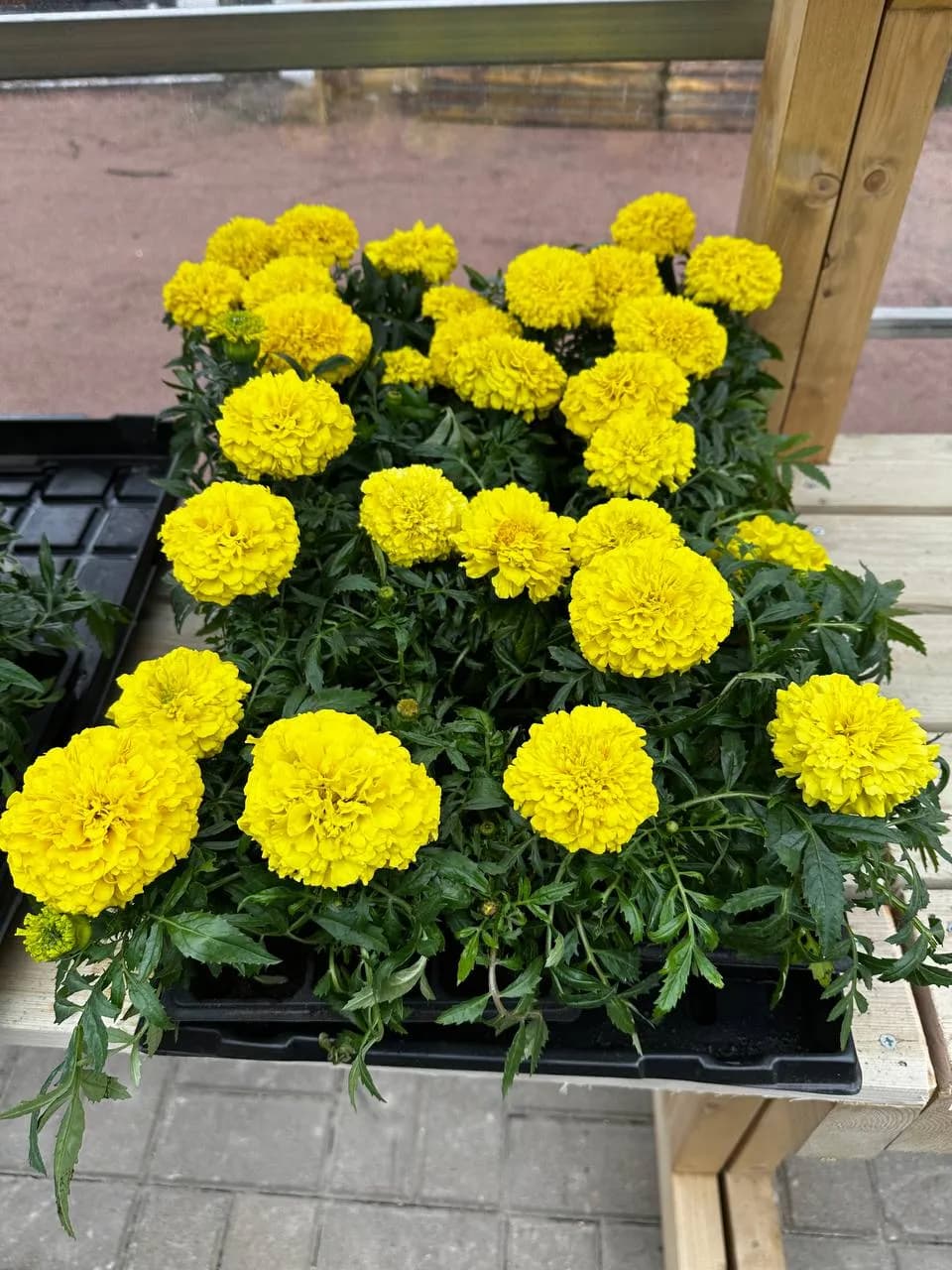 Бархатцы прямостоячие Е6