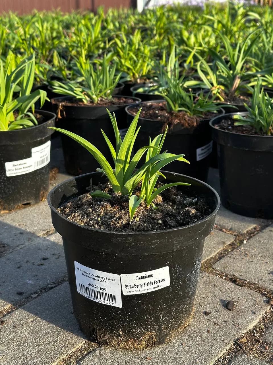 Лилейник Strawberry Fields Forever конт 2-3л