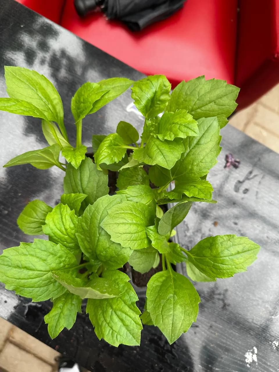 Астра смесь, Е6