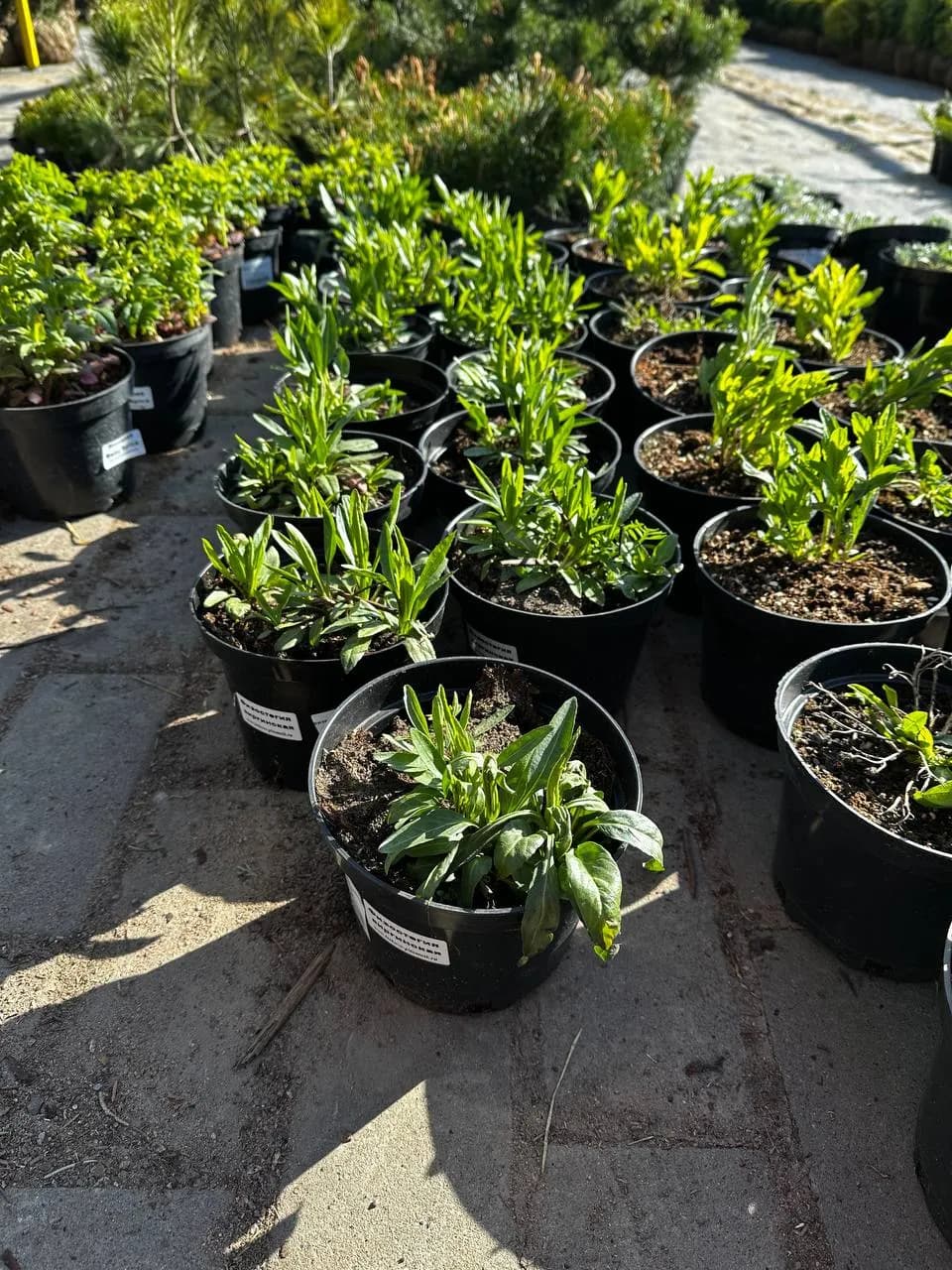 Физостегия виргинская конт 2-3л