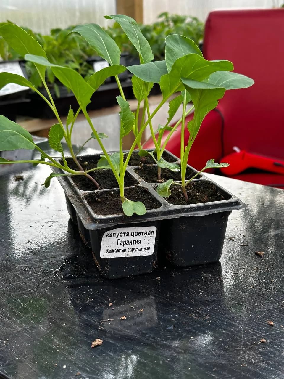 Капуста цветная Е6