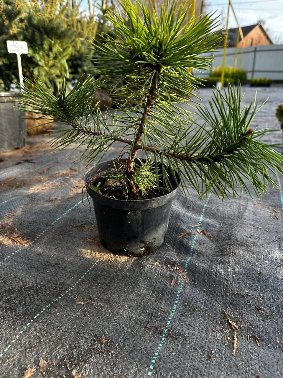 Сосна чёрная "Пирамидалис"