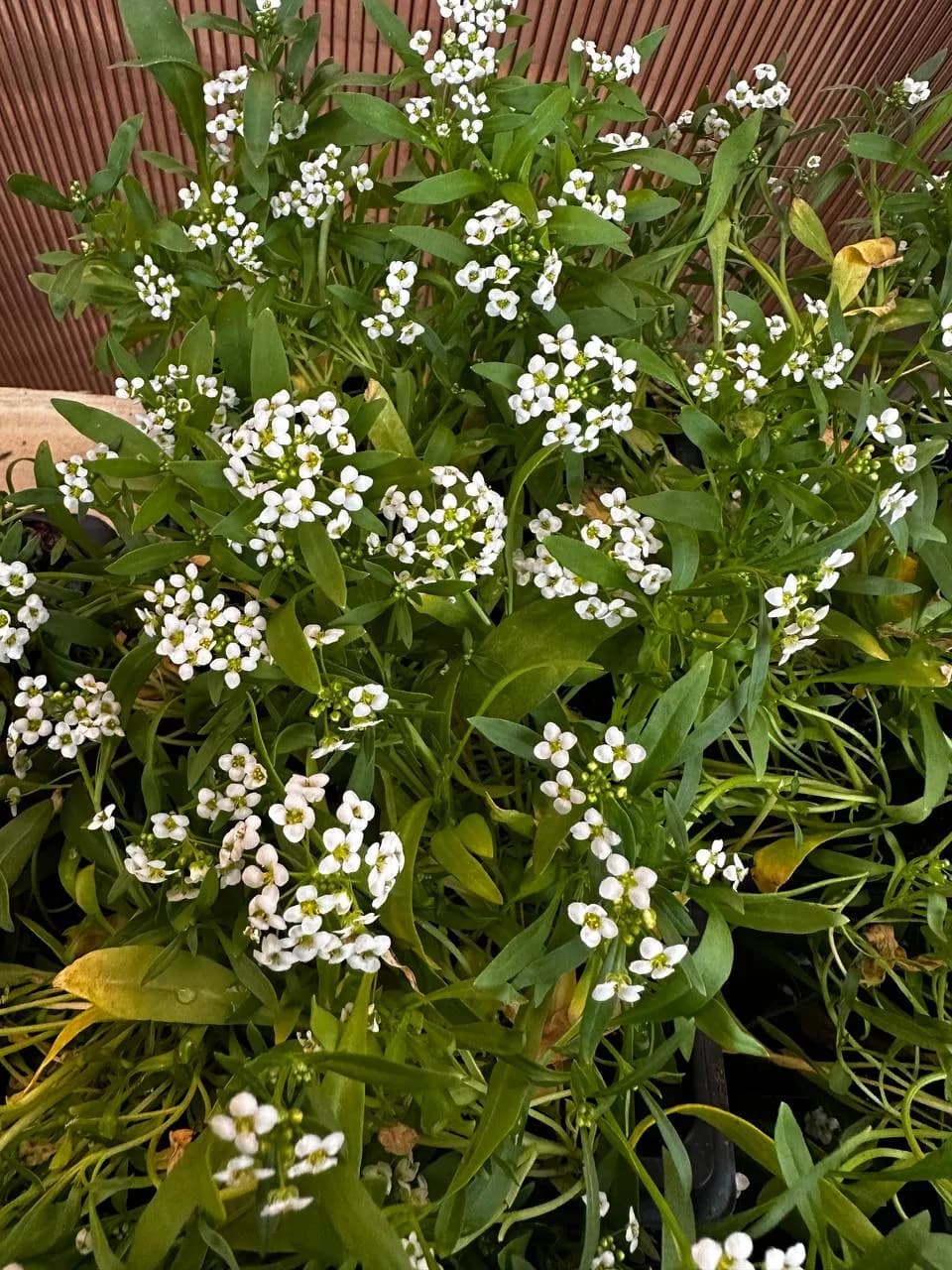 Алиссум Микс, Е6