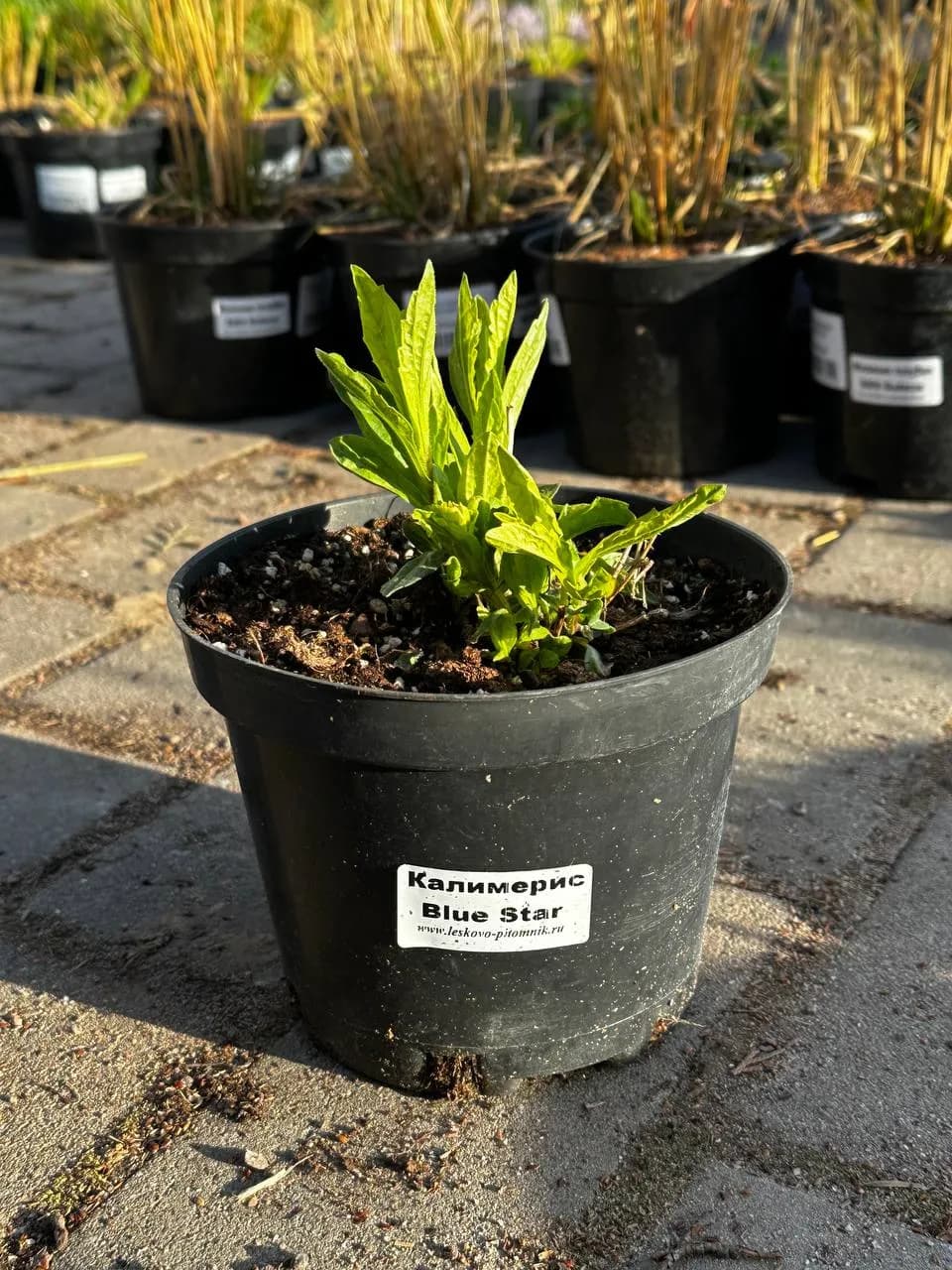 Калимерис надрезанный Blue Star конт 2-3л