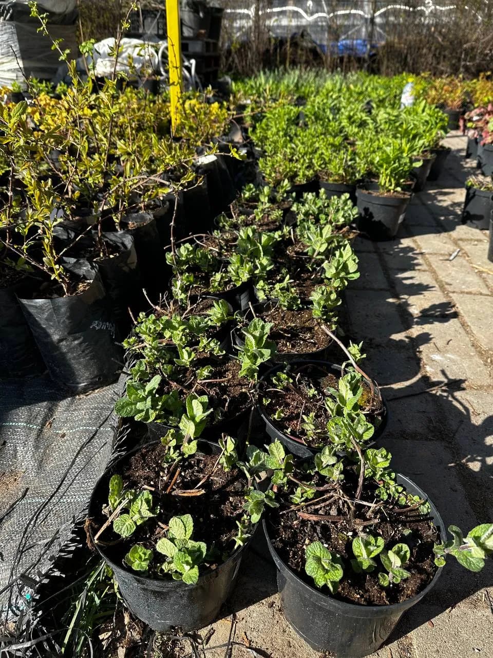 Мята Ananasminze конт 2-3л