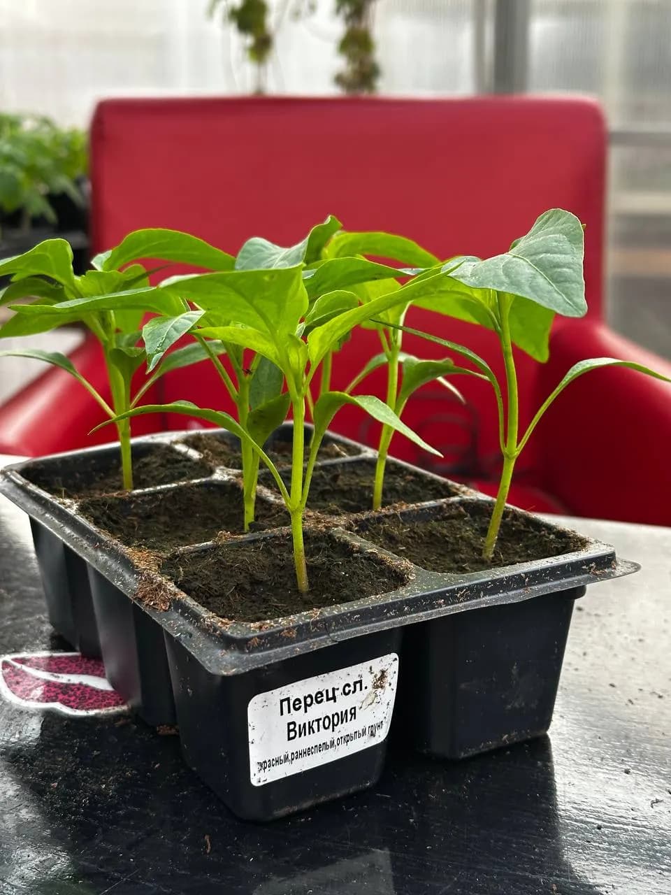 Перец сладкий смесь, E6