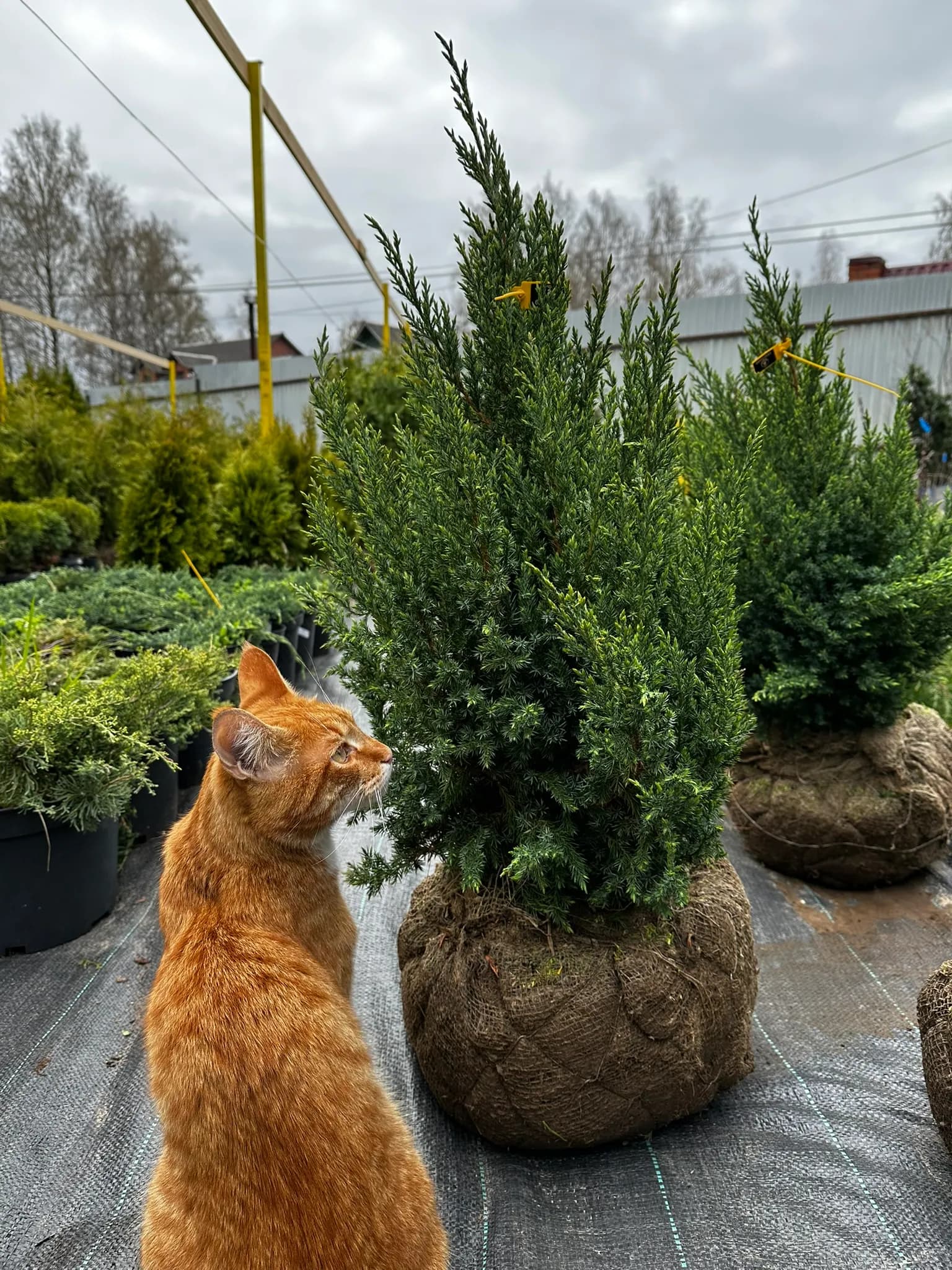 Можжевельник китайский "Стрикта" 40-60