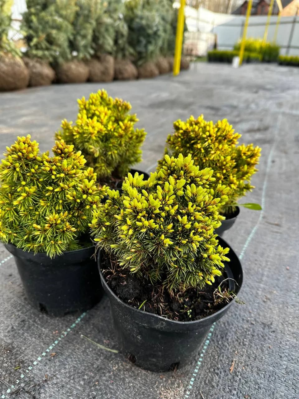 Ель канадская "Альберта Глобе"