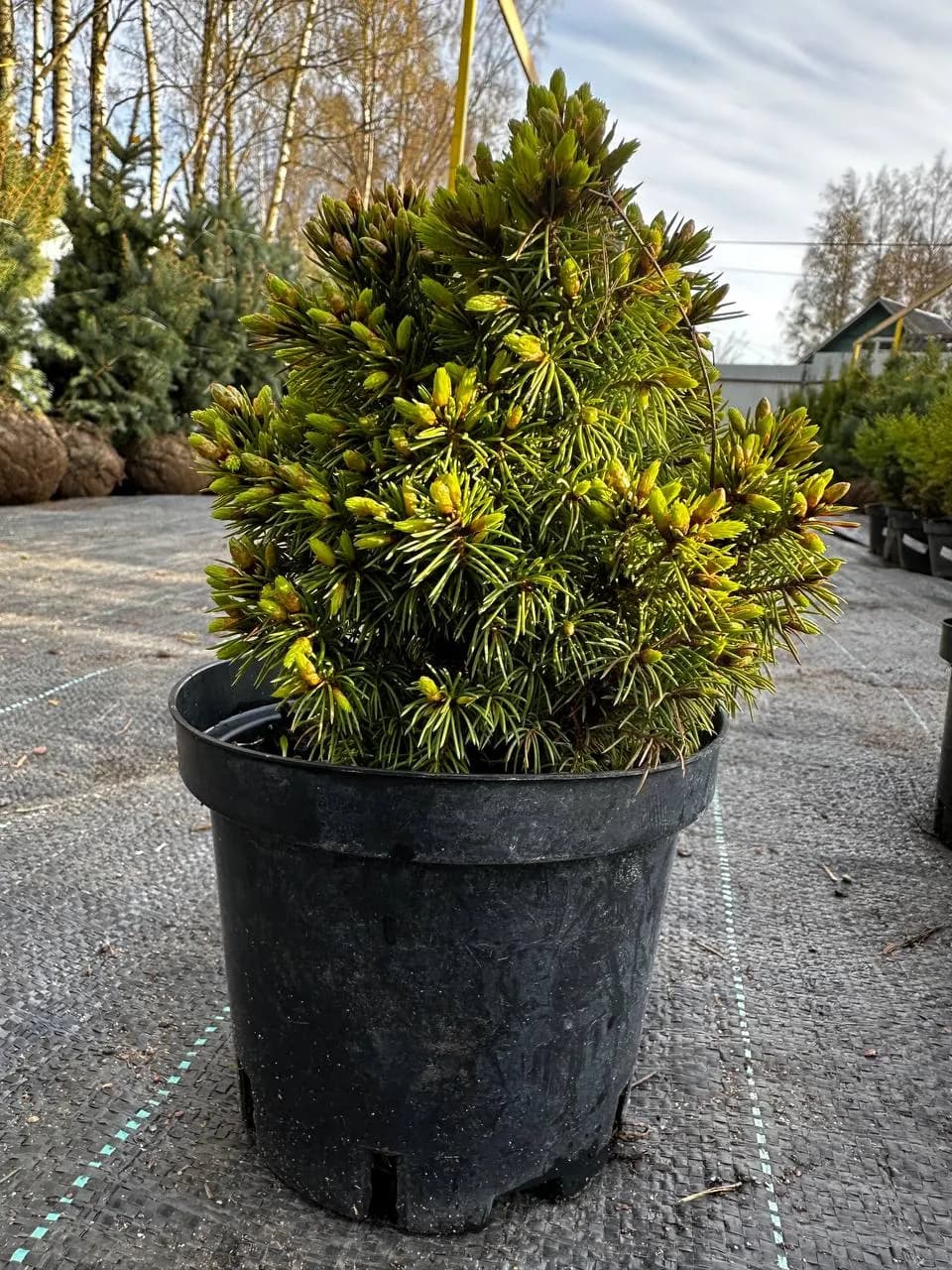 Ель канадская "Альберта Глобе"