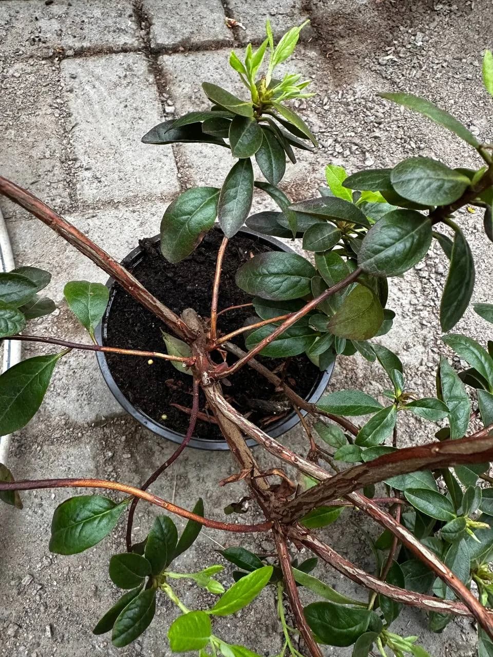 Рододендрон гибридный