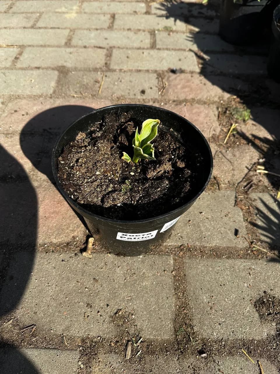 Хоста Patriot конт 2-3л