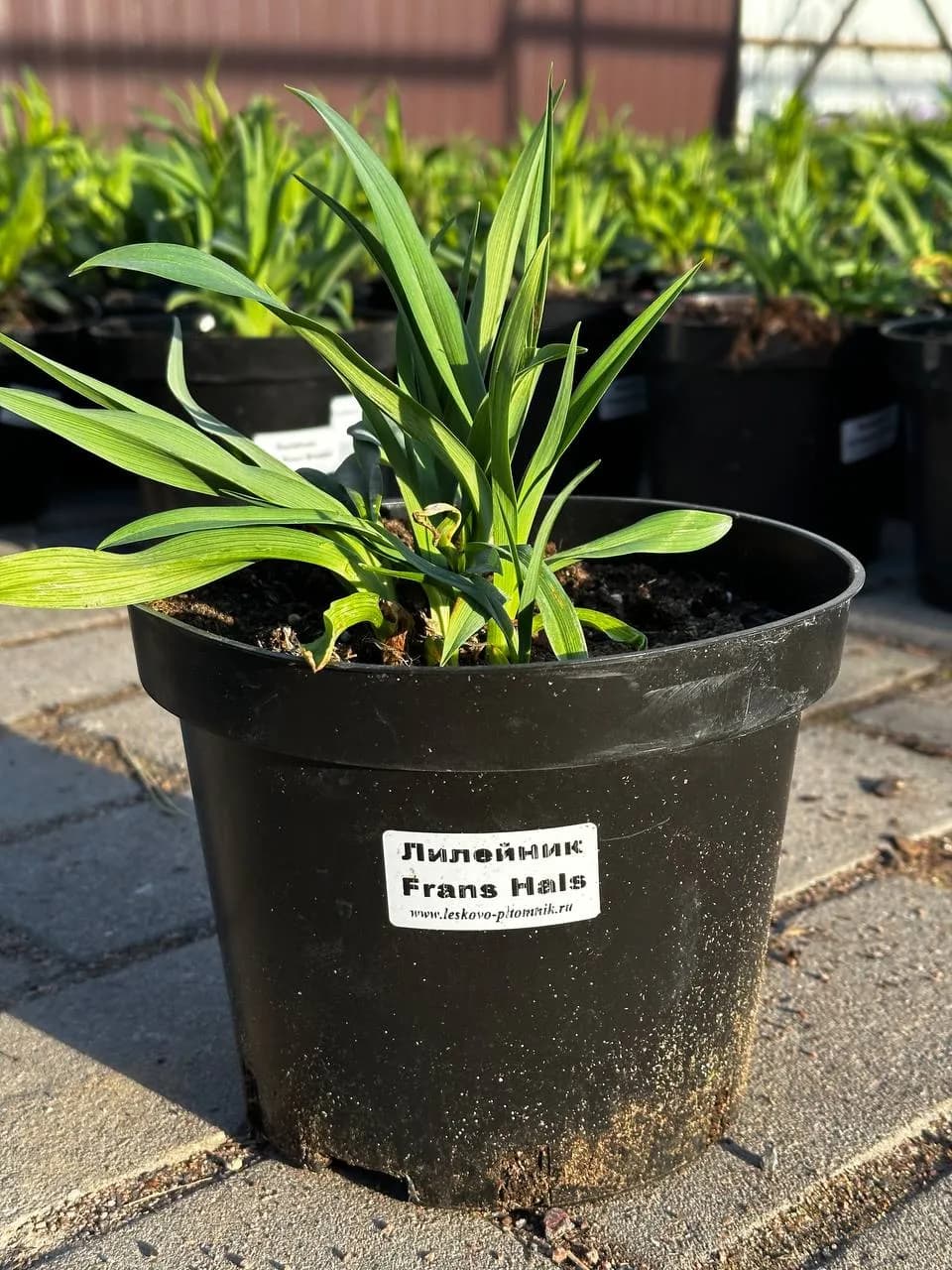Лилейник Frans Hals конт 3л