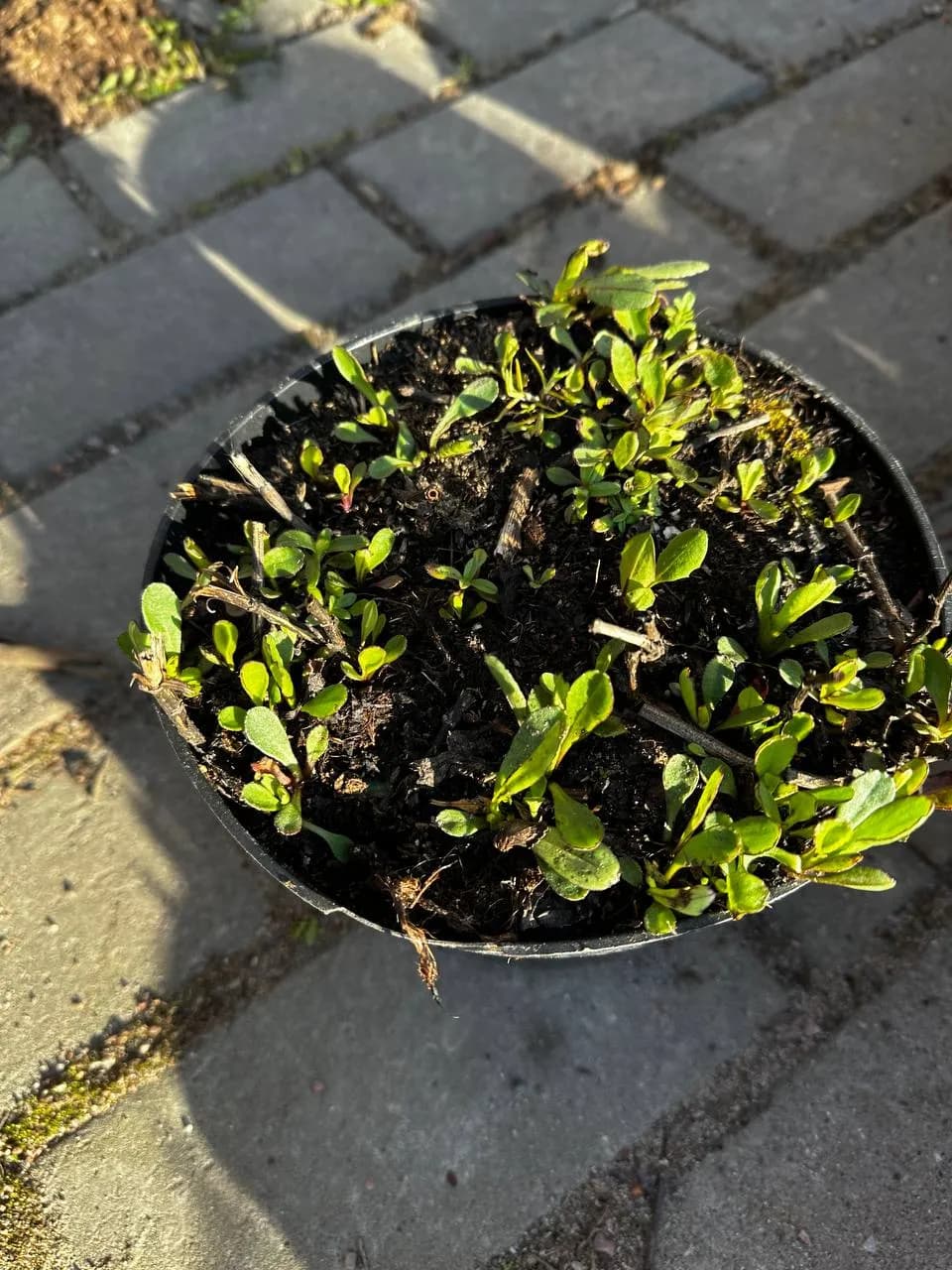 Нивяник Brightside конт 2-3л