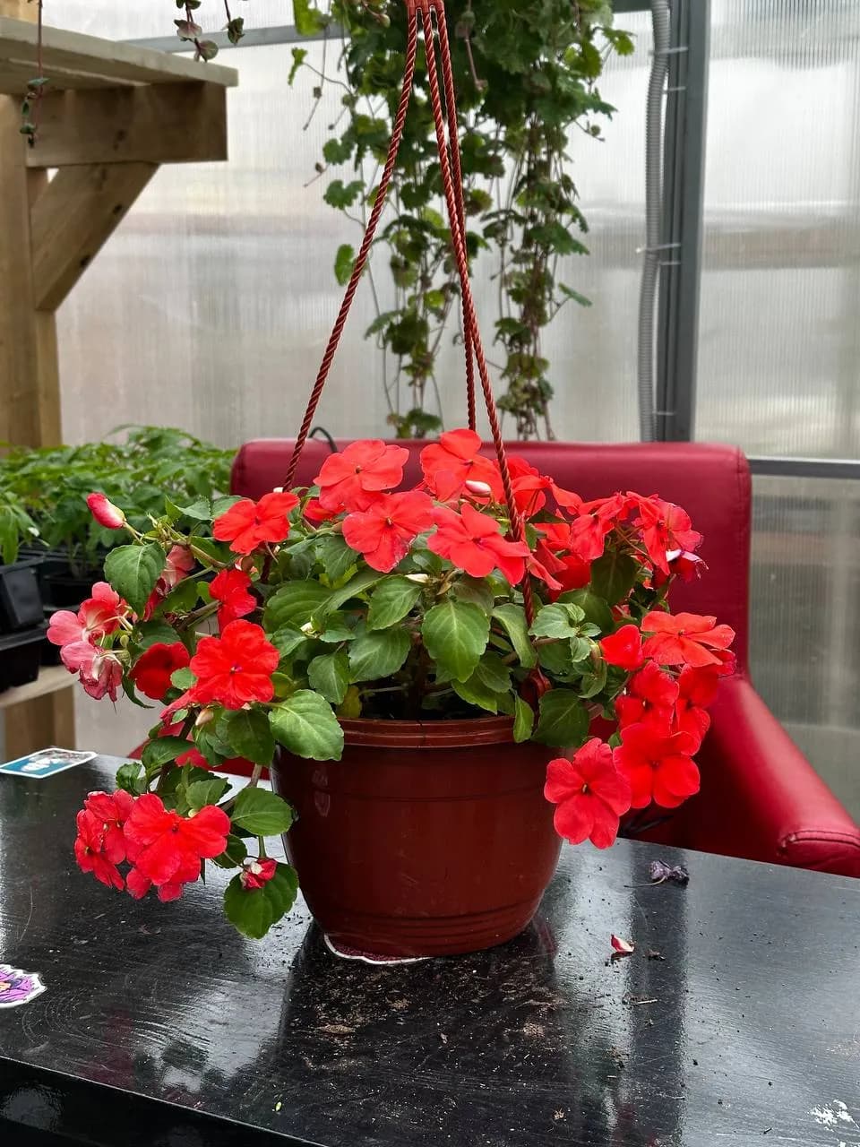 Бальзамин Валлера микс, кашпо D16