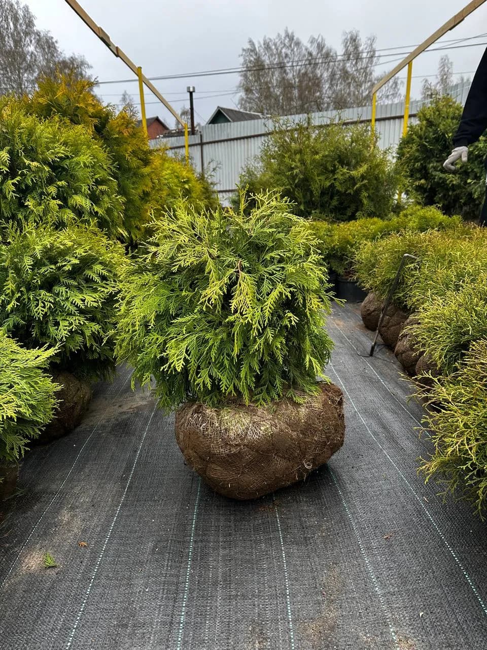 Туя западная "Глобоза Аурея"40-60
