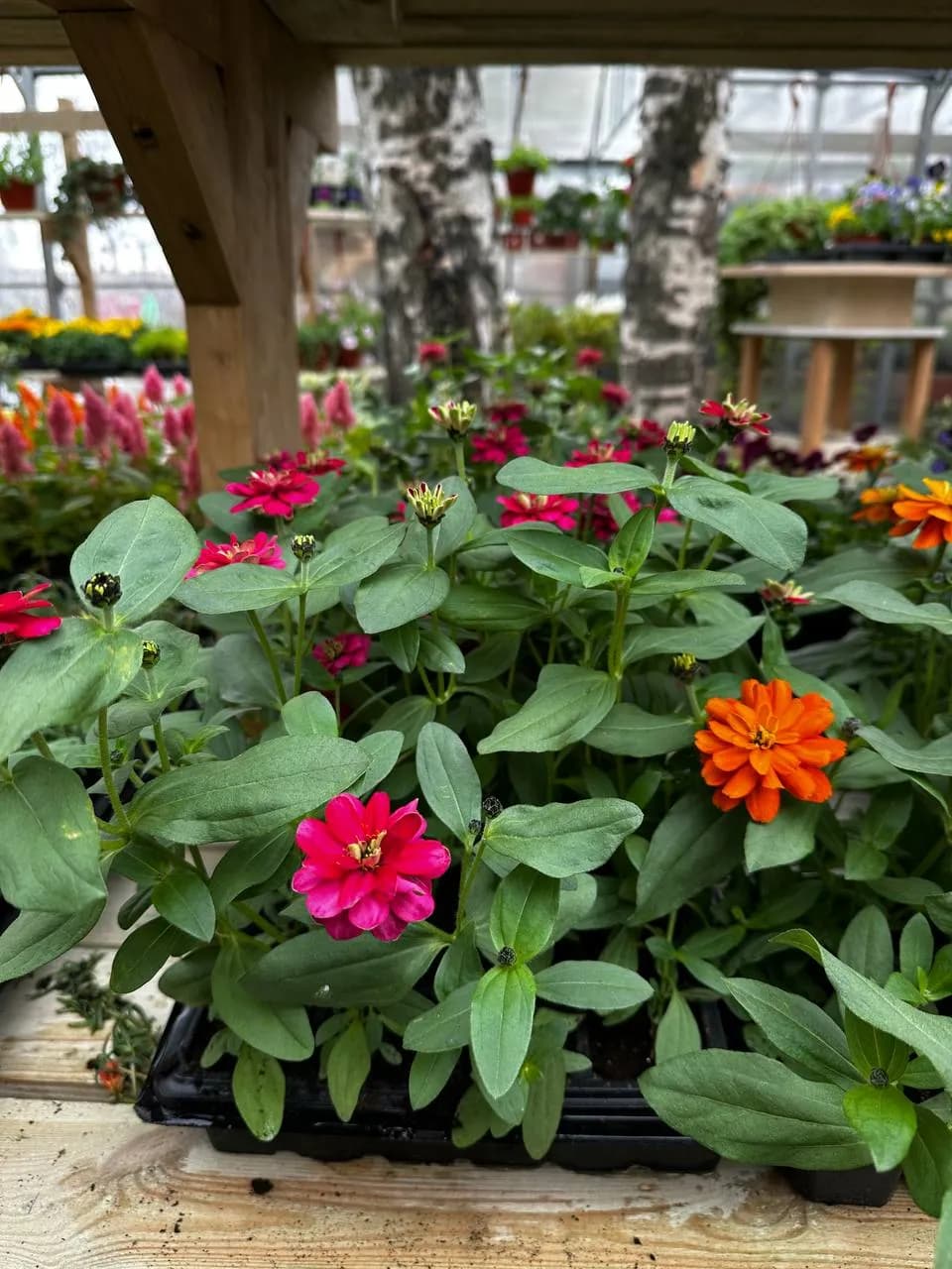 Цинния Смесь,Е6