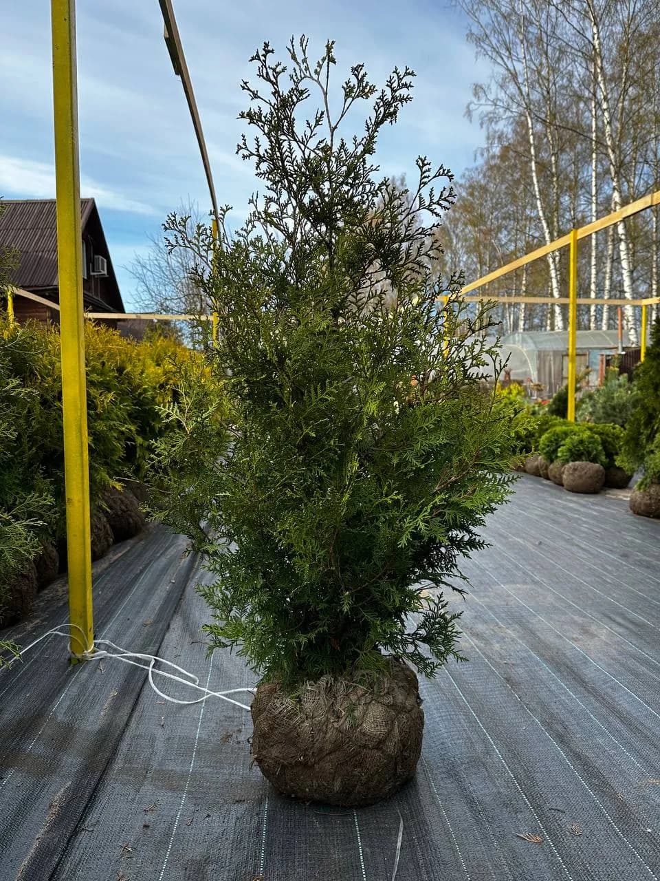 Туя западная  "Брабант"