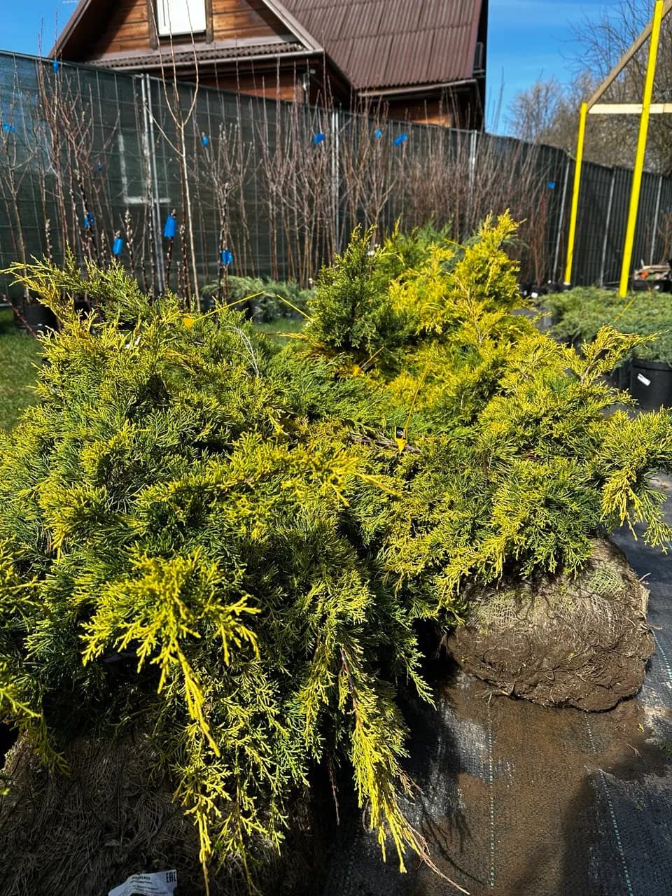 Можжевельник средний  "Пфитцериана Ауреа" 60-80