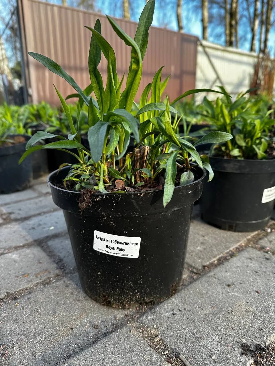 Астра ново-бельгийская Royal Ruby конт 2-3л