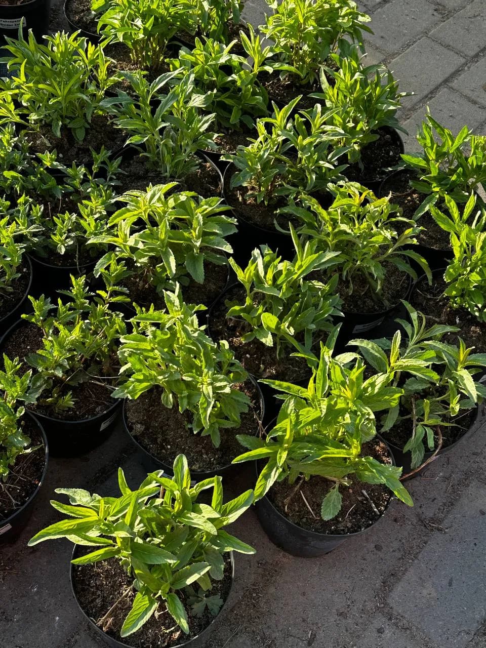 Вероника длиннолистная синяя конт 2-3 л