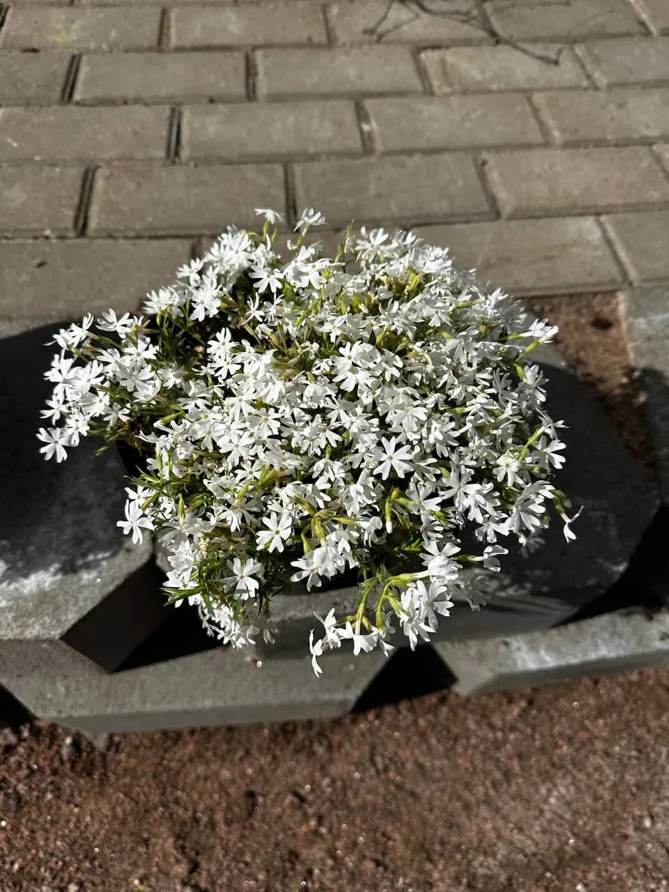 Флокс Дугласа White Admiral ( белый ) конт. 2-3л