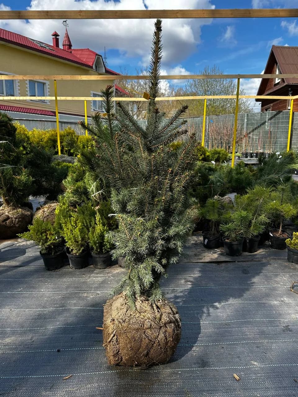 Ель колючая "Супер Блу Сидлинг" 80-100