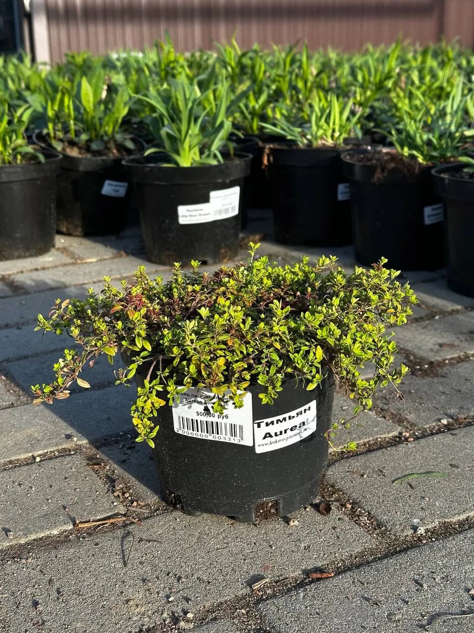 Тимьян лимоннопахнущий Aureus конт 2-3л